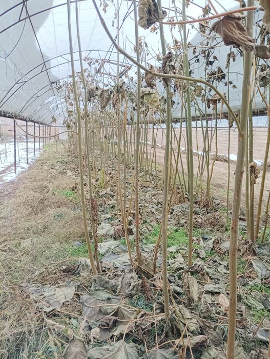 Нихол годжи кучат бор сотилади куп