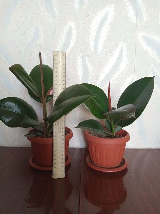 Фикус каучуконосный