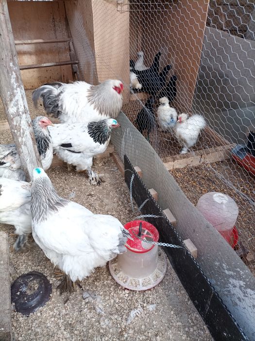 Oua incubat brahma herminat deschis și herminat deschis albastru