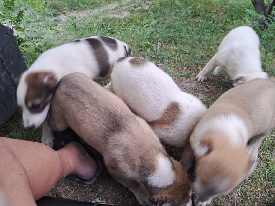 Щенки Алабая