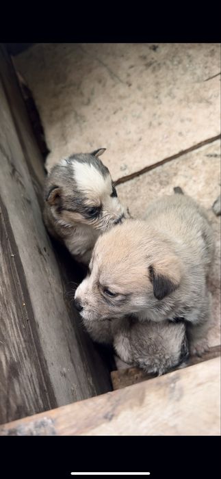 Щенки-> Помесь хаски и лайки