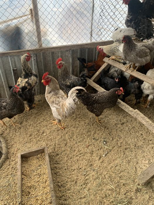 Продается куры петушки