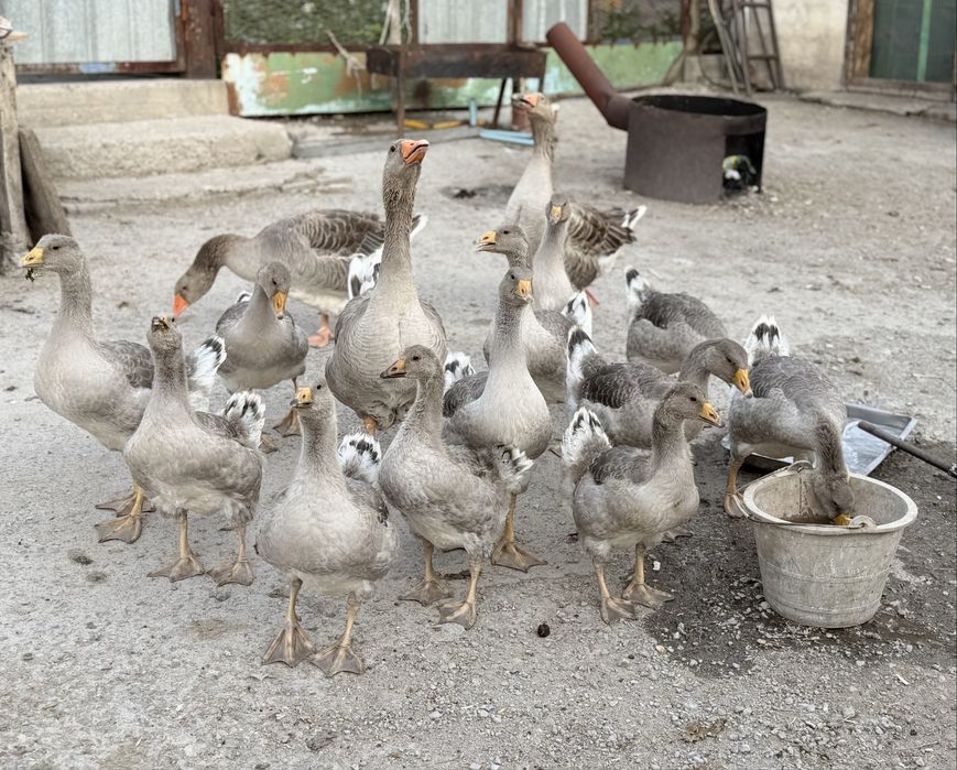 Продам стадо гусей 15шт. Гусак+гусыни+гусята 2мес. Улан/Каскелен