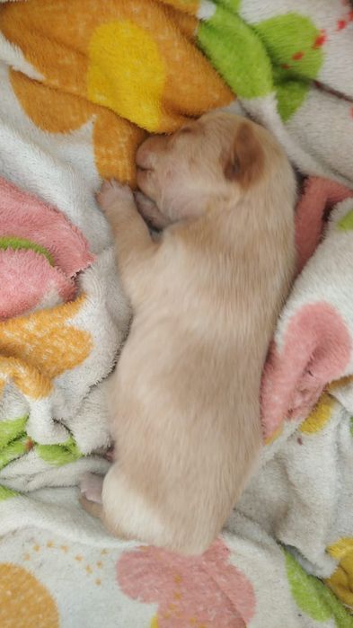 Продам щенков той-терерчиков