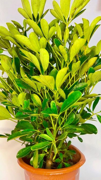 Шеффлера шикарная  70-80 см