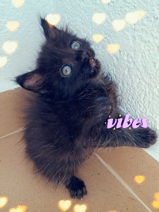 Adoptie pisica pui de pisica negru Pami