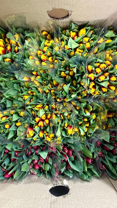 ТЮЛЬПАНЫ 800тг местные 60см