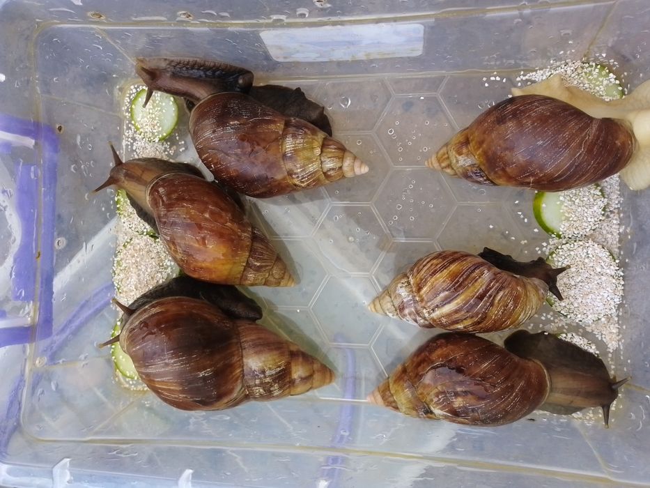 Davolovchi ulitkalar sotiladi