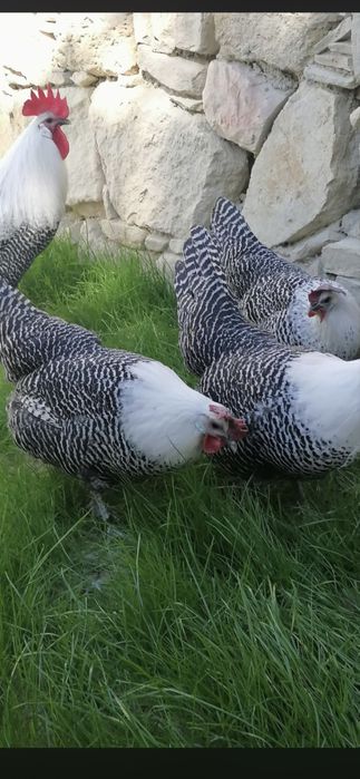 Vand oua din rasele:Brakel argintiu,auriu,lemon si La Bresse.