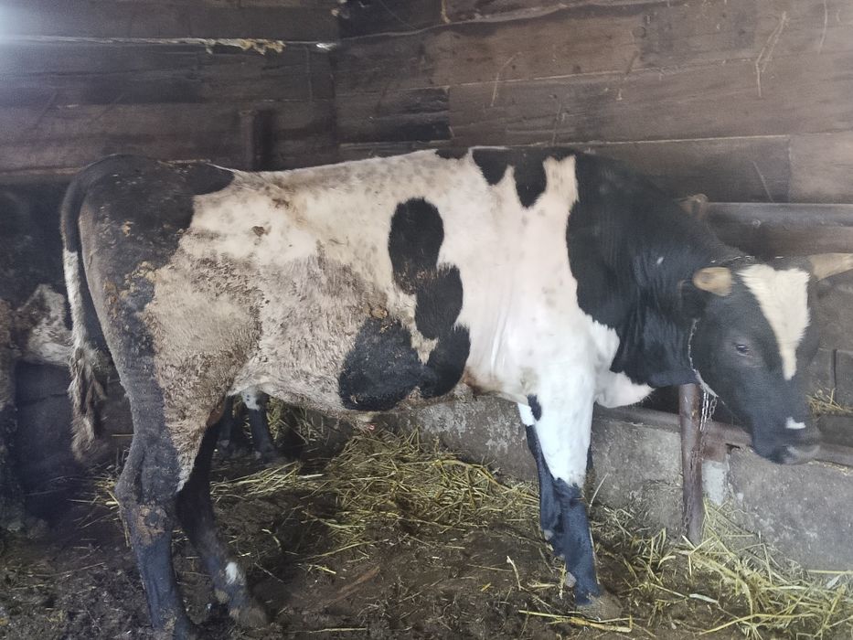 Продам бычков, выращенных на откорме