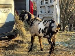 Costum piele naturala krampus