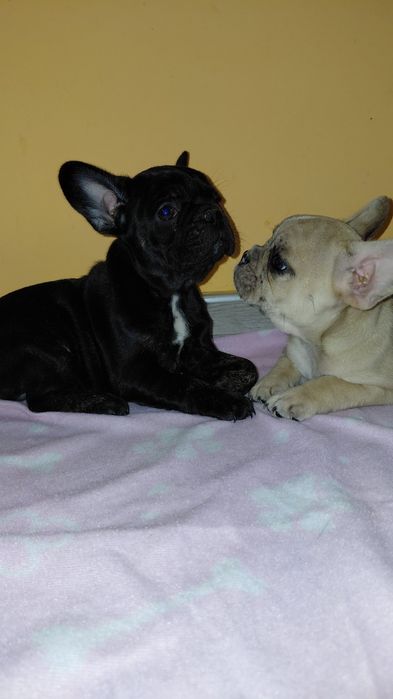 Френски булдог-булдочета