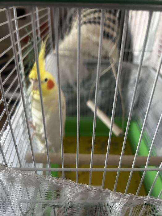 Попугай корелла, мальчик красавчик