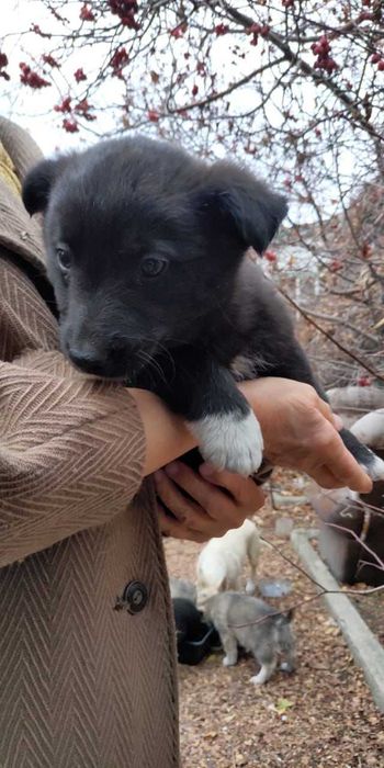 Щенкам нужен дом! Срочно!