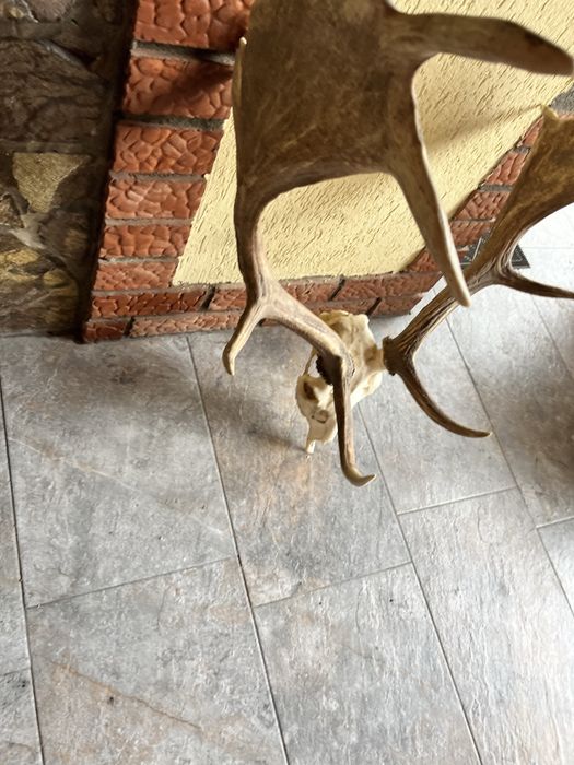 Trofeu coarne Cerb