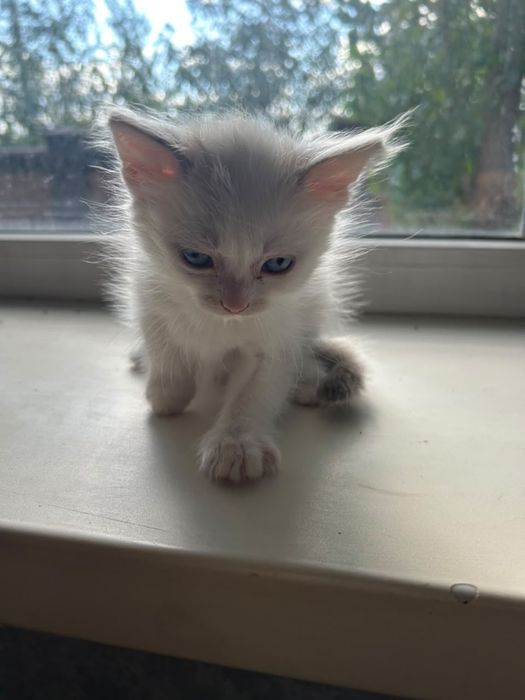 Отдам даром котят