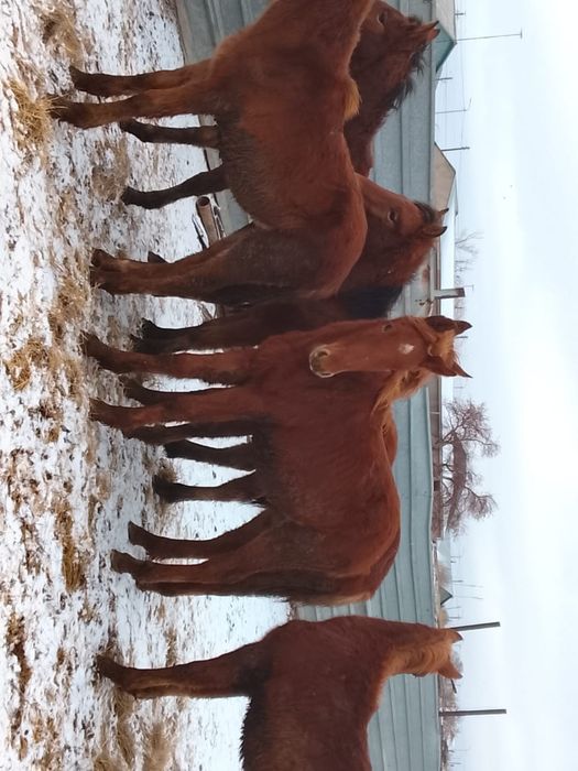 Продам жабағылар