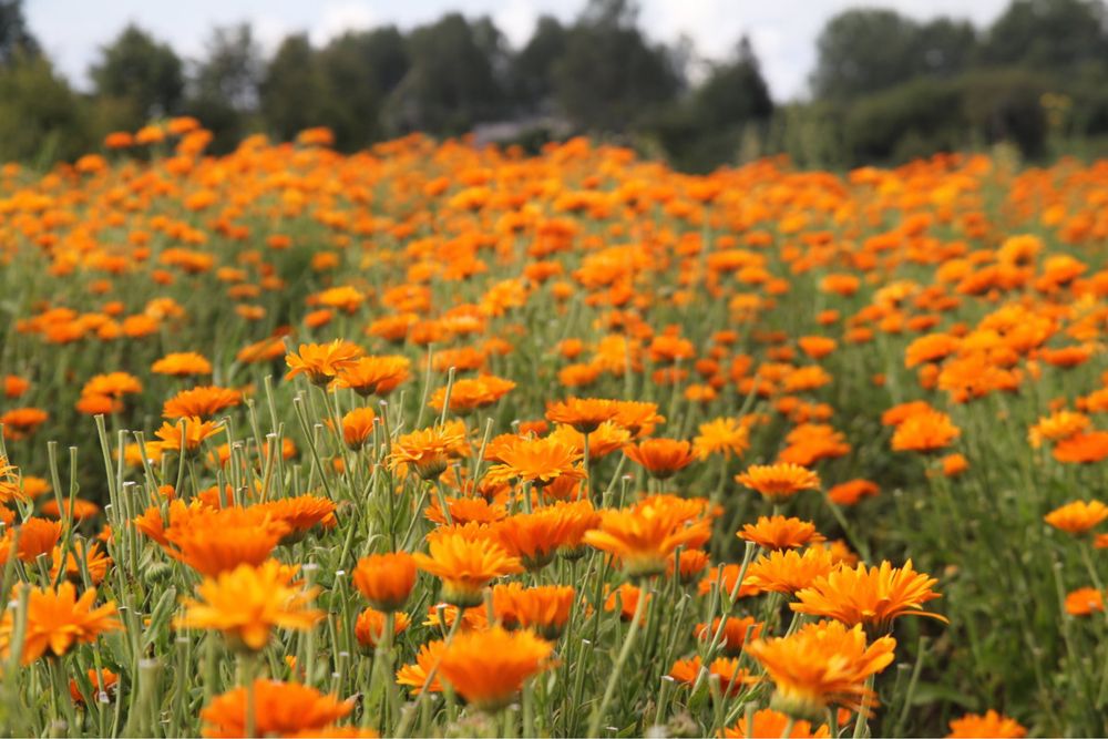 цветы семена календула