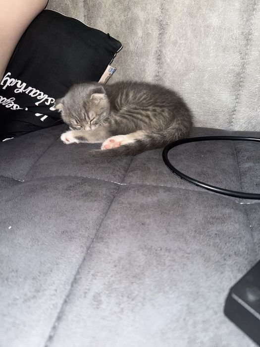 Британская вислоухая кошка (девочка)