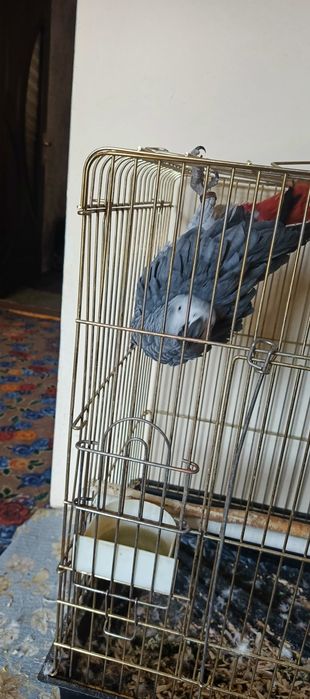 Srochna sotiladi jacco papugay