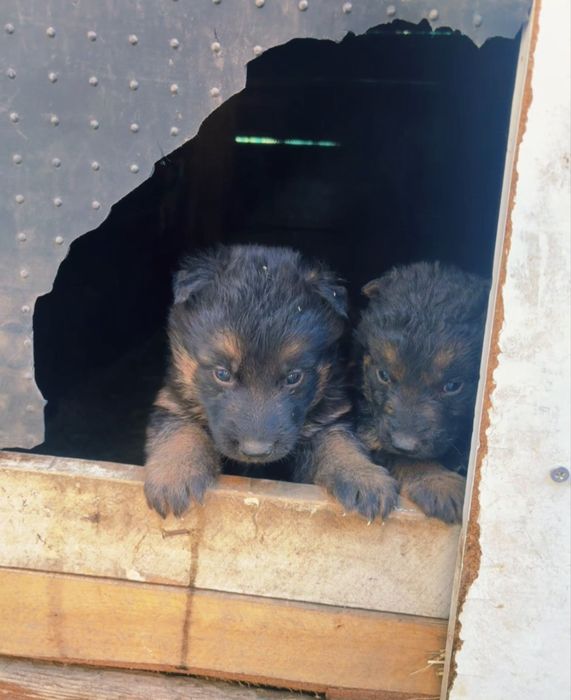 Бебета Немски Овчарки