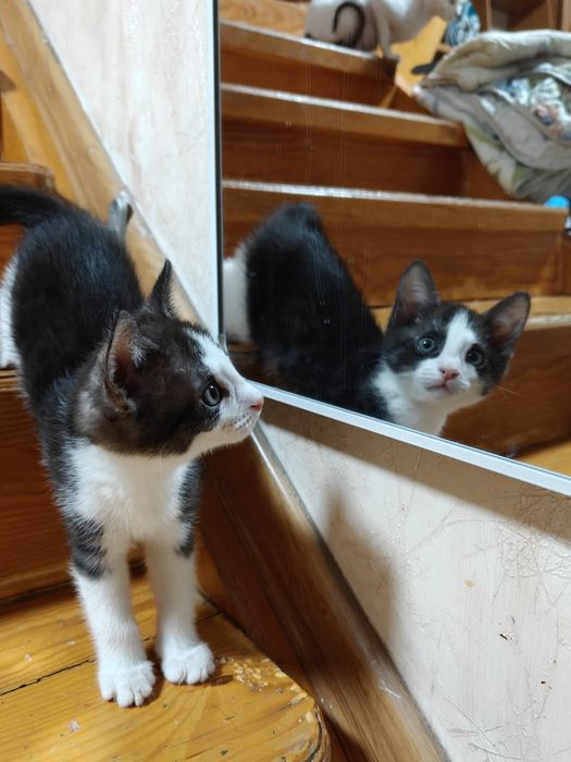 Котенок бесплатно