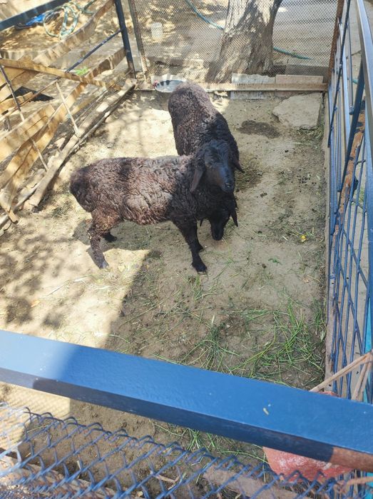 Ширбоз кучкор барра сотилади