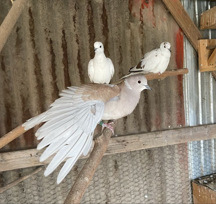 Turturele razatoare.