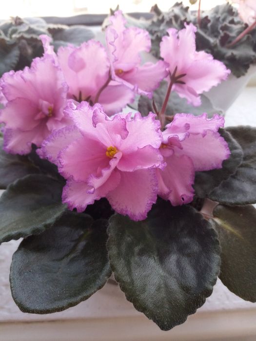 Фиалки сортовые разные