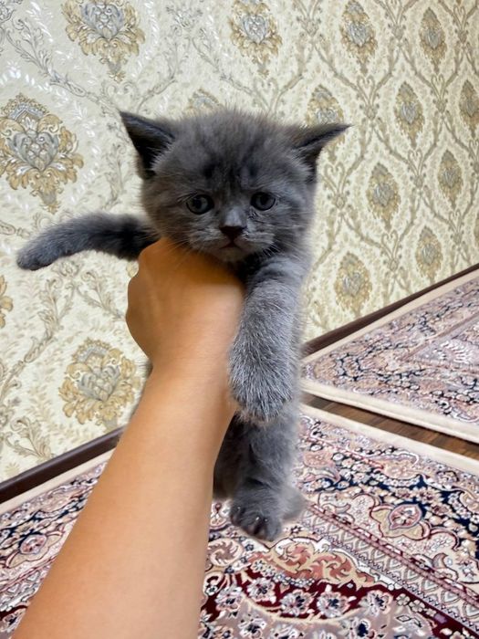 Продаются котята