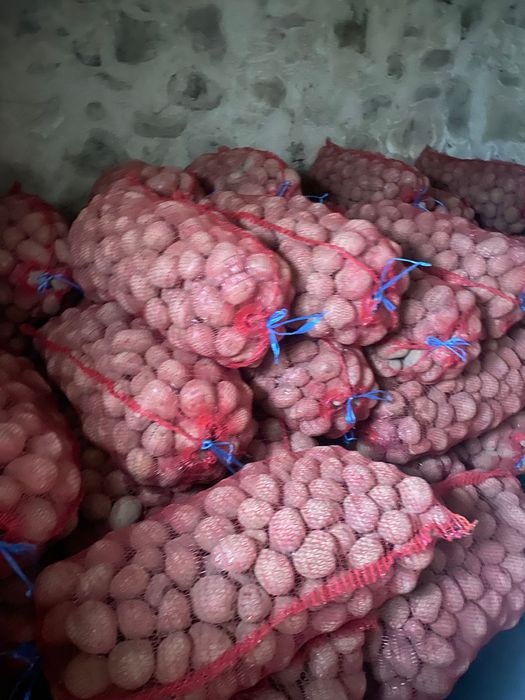 Cartof consum Bellarosa