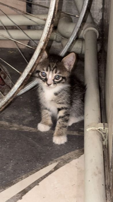 Отдам котят в добрые руки