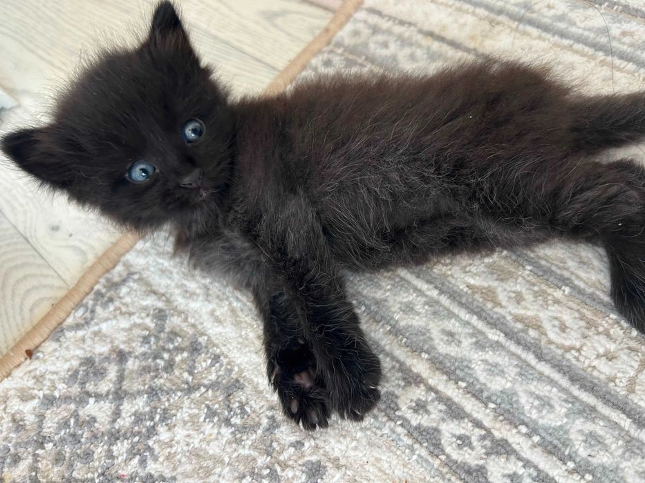 Котята бесплатно