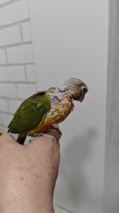 Продаётся птенец Ананасовой Пирруры.