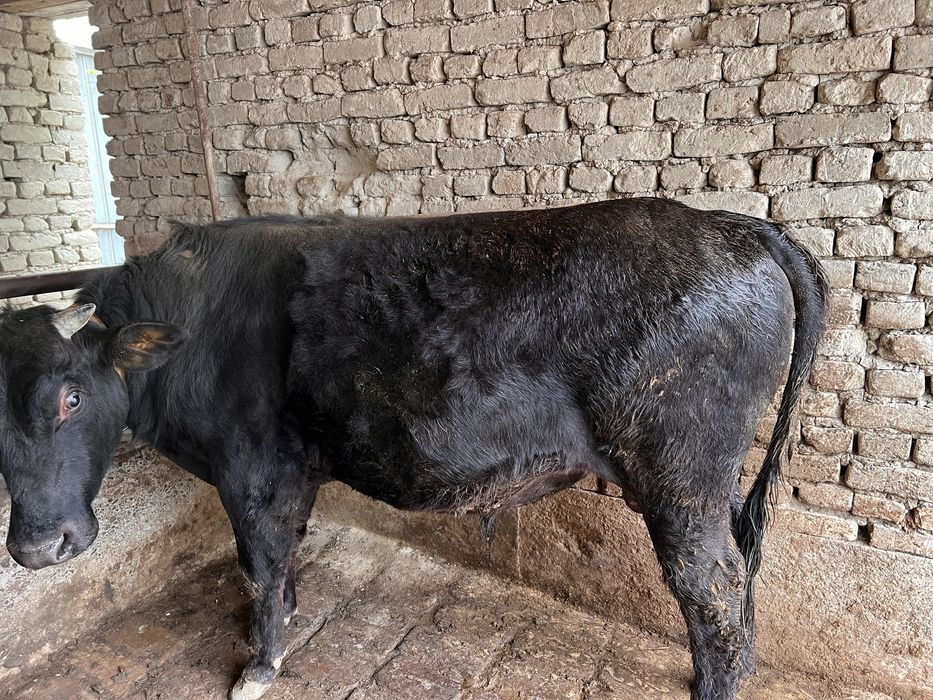 60 million 30 dan kelishamiz