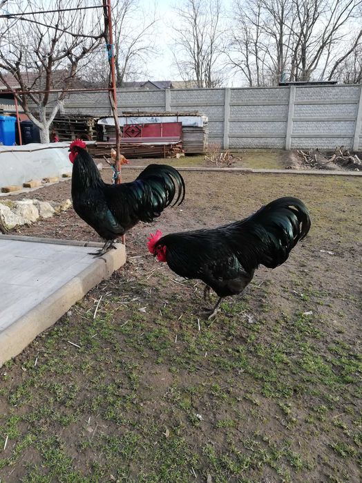 Cocoș Australorp Deosebit