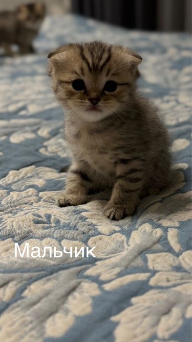 Продаются породистые шотландские котята. 1 месяц. Мальчик и девочка