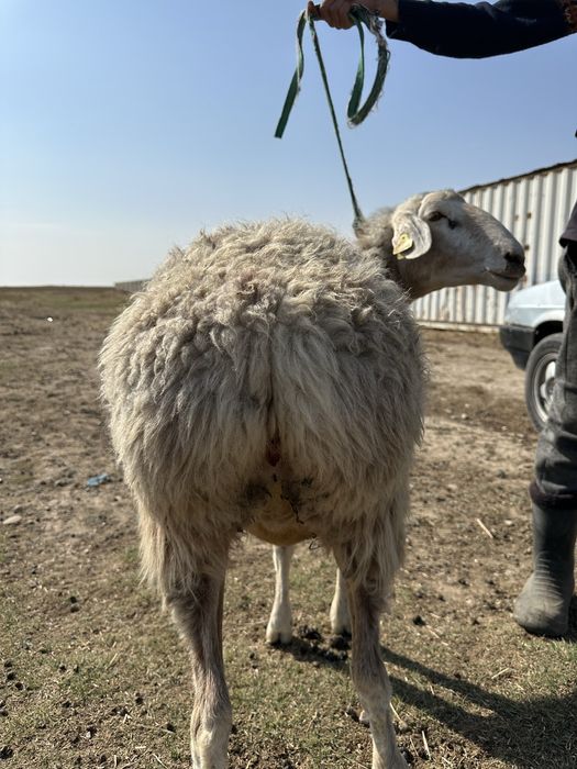 Саулыктар сатылады семыз