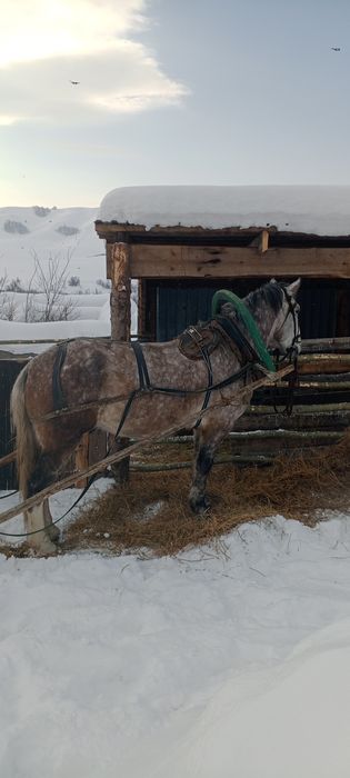 Продам мерина,4 года