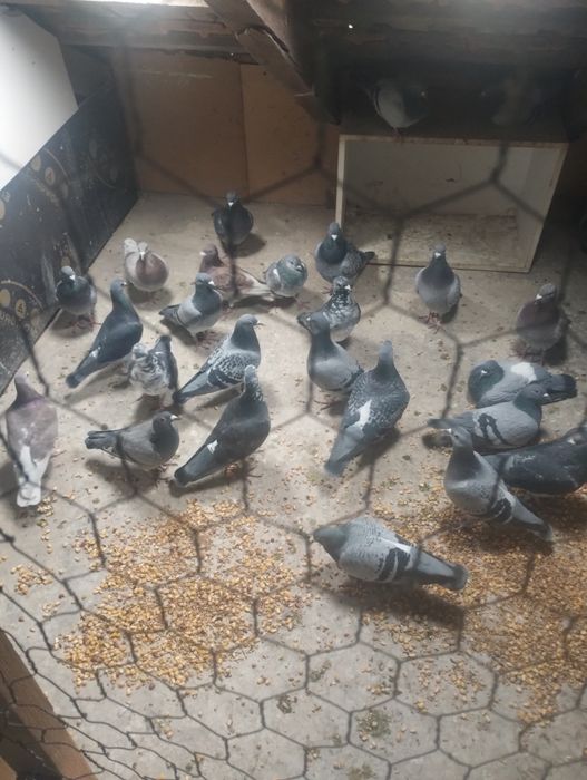 Vând porumbei 30 lei bucata care au făcut ceongrad