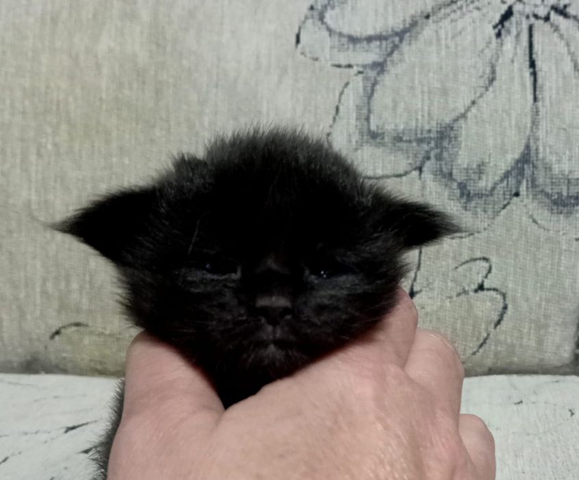 Котята породы Мейн Кун