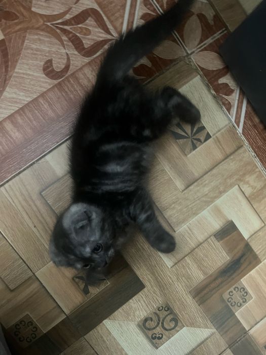 котенок вислоухий шотландец
