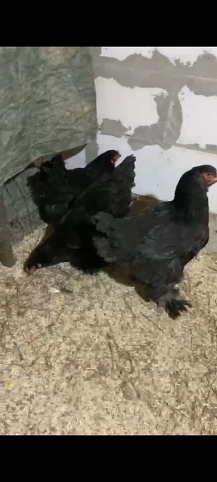 Familie brahma negru 3+1