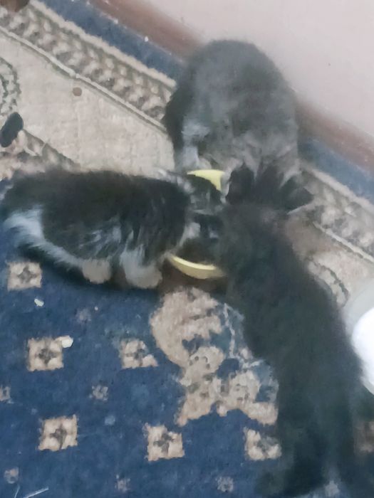 Отдам даром котят