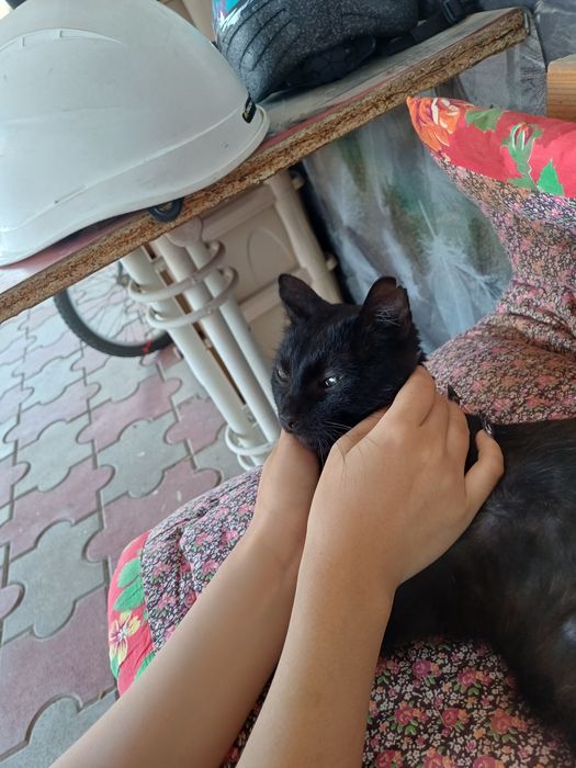 Пристраивается кот, ответственным хозяевам.