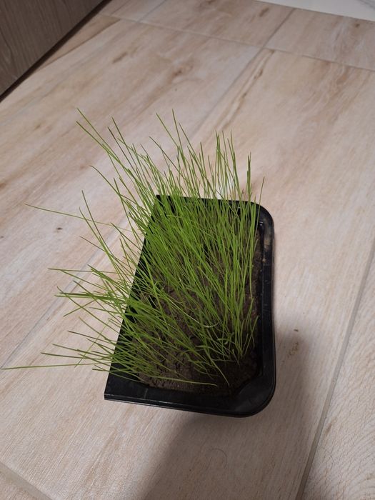 Samanta iarba coasă si pasune ,islaz,Amestec furajer, iarba Sudan