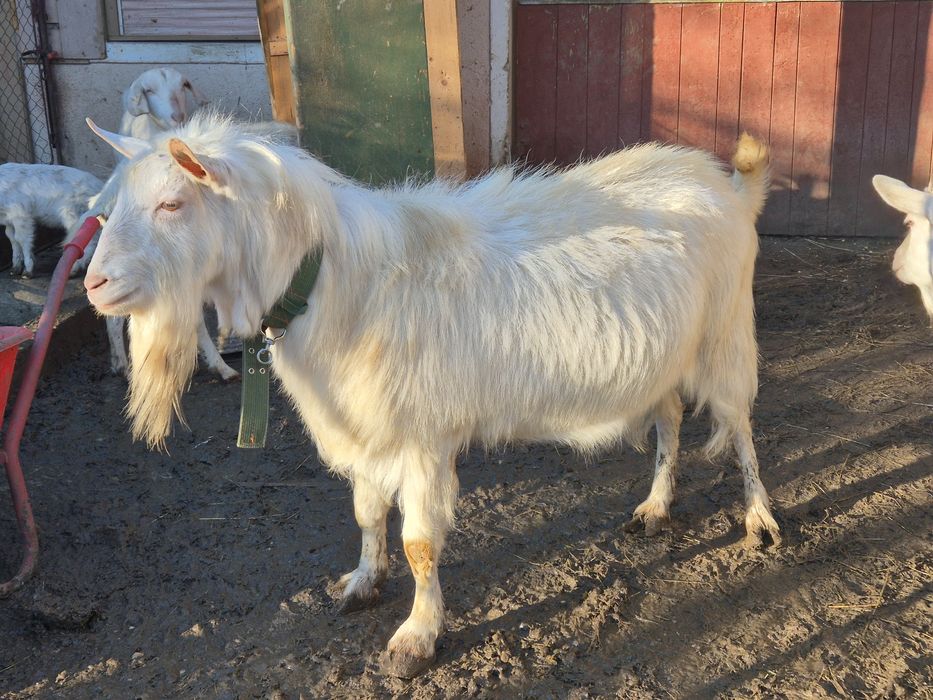 Țap Saanen – fără coarne, 3 ani, reproducător