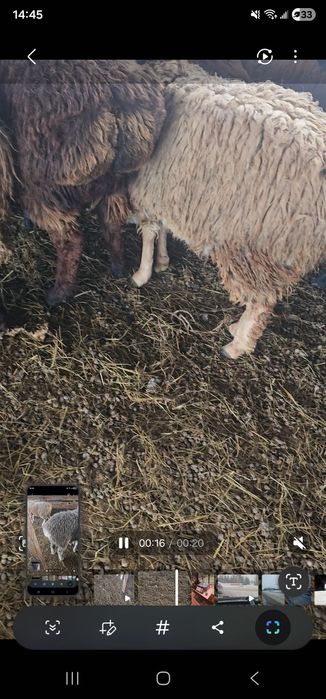 Қой,сектер семіз. Бараны