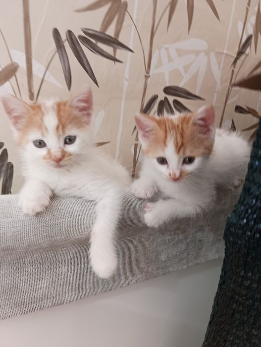 Мъжки котета на 3 месеца търсят дом