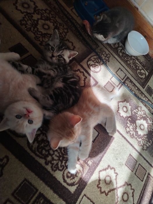 Продам котят скотиш страйт